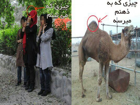 عکس شتر / دختر